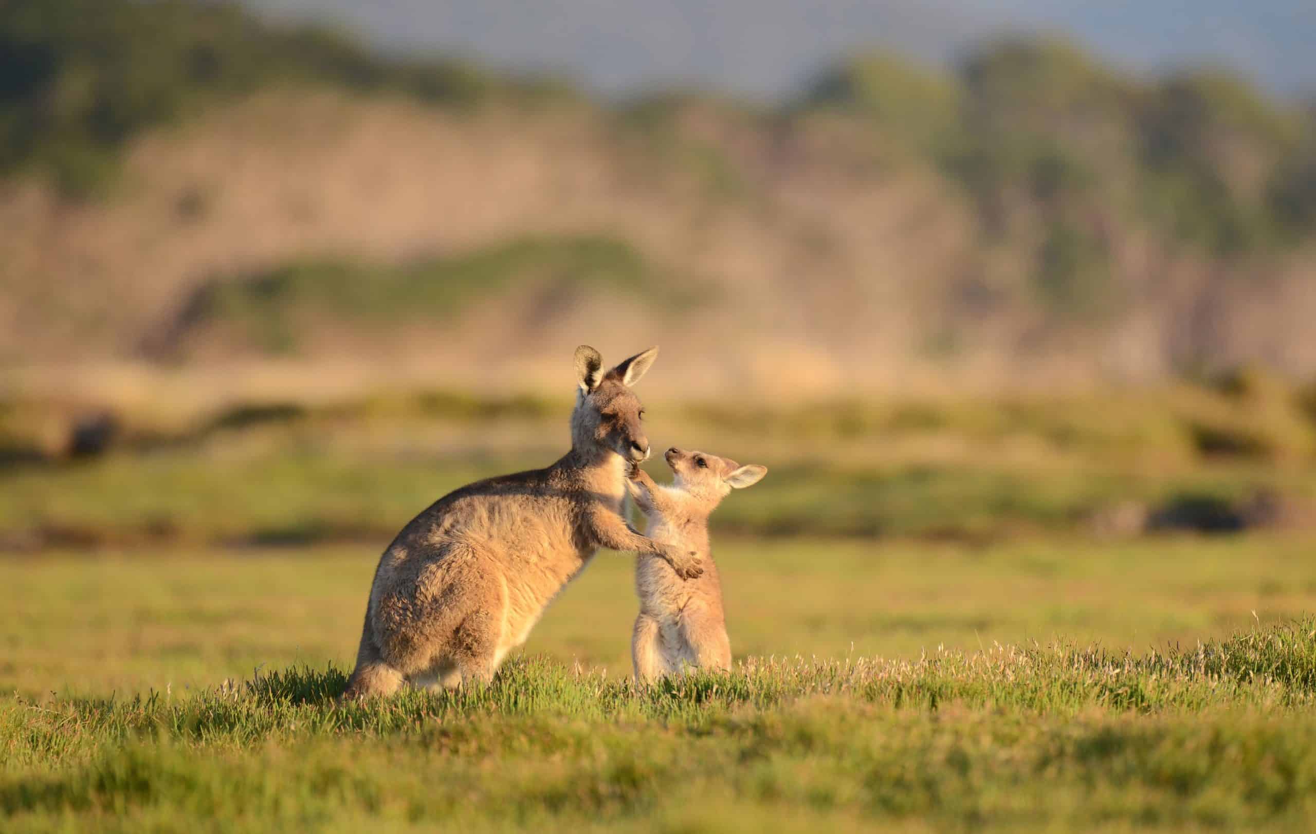 kangaroo, australia