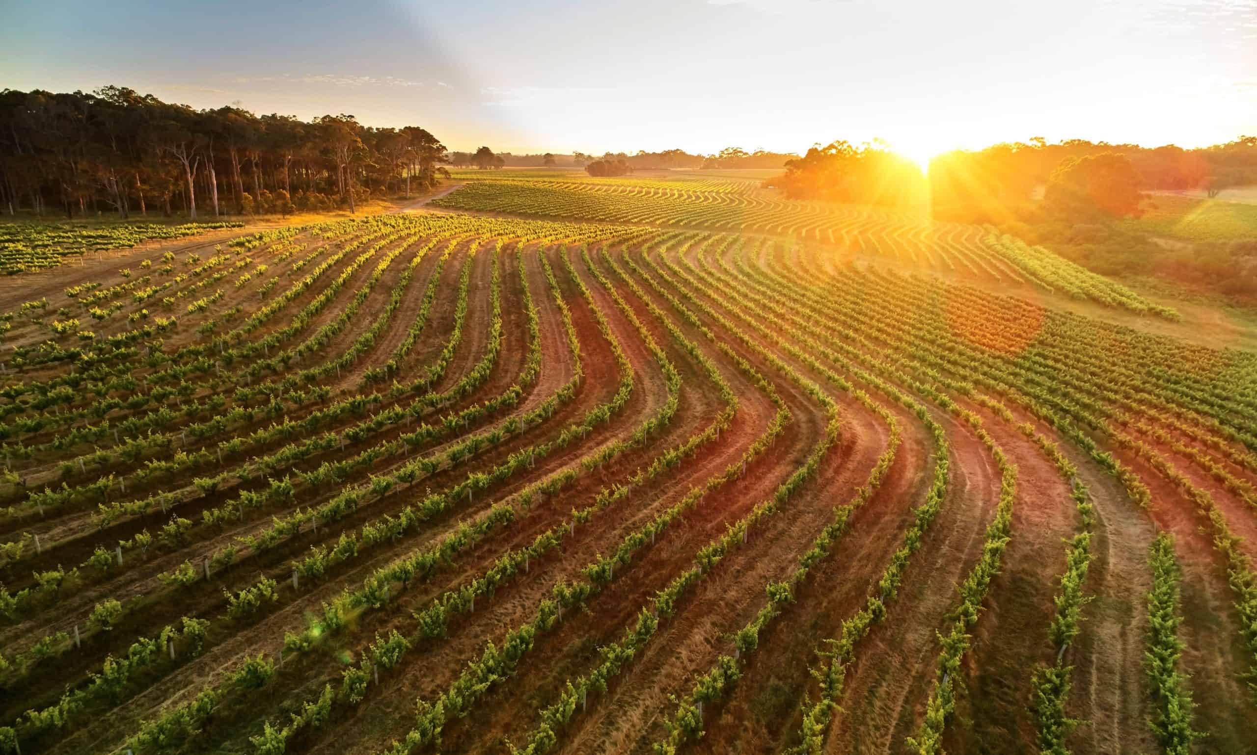 Margaret River Wine 8