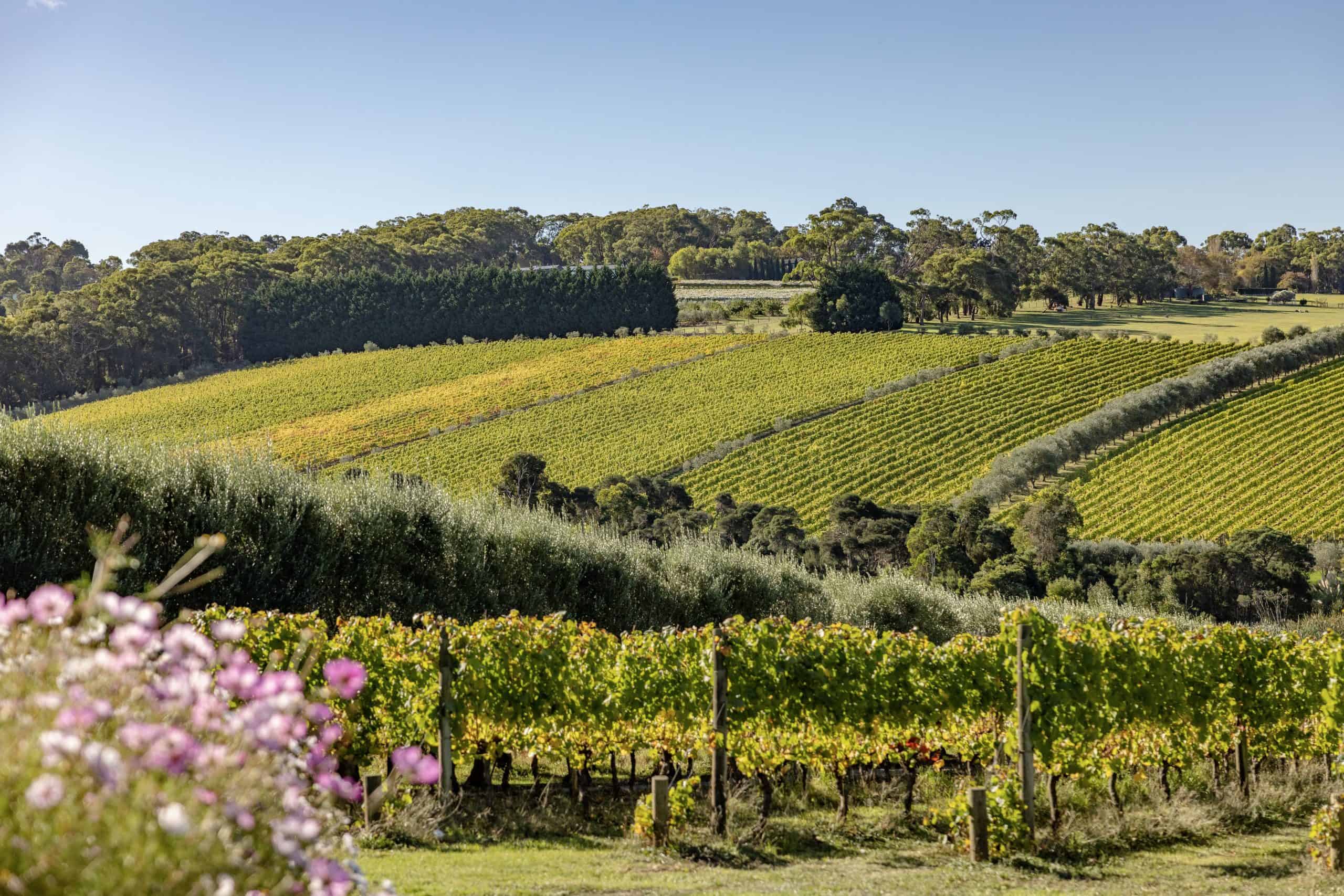 Mornington Peninsula Wine 4
